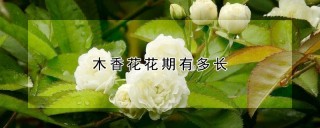 木香花花期有多长,第1图