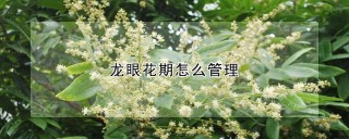 龙眼花期怎么管理,第1图