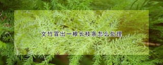 文竹冒出一根长枝条怎么处理,第1图