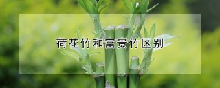 荷花竹和富贵竹区别,第1图