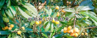 枇杷树几月份结果,第1图