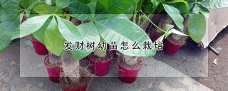 发财树幼苗怎么栽培,第1图