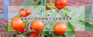 盆栽西红柿的种植方法和管理技术,第1图