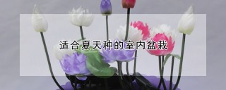 适合夏天种的室内盆栽,第1图