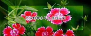 北方耐寒多年生庭院花卉,第1图