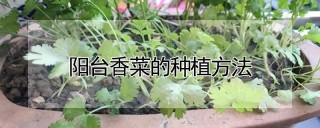 阳台香菜的种植方法,第1图