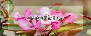 嫁接的海棠能养几年,第1图