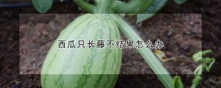 西瓜只长藤不结果怎么办,第1图