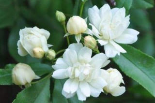 木香花的缺点,第2图