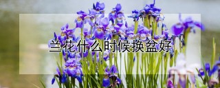 兰花什么时候换盆好,第1图