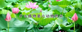 什么植物是小动物的伞,第1图