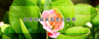 长寿花疯长后怎么修剪,第1图