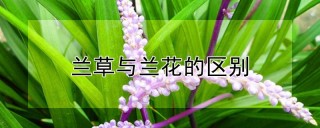 兰草与兰花的区别,第1图