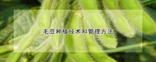 毛豆种植技术和管理方法,第1图