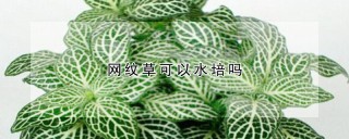 网纹草可以水培吗,第1图