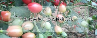 圣女果种子怎么种植方法,第1图