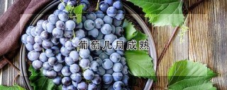 葡萄几月成熟,第1图