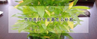 节节高叶子发黄怎么补救,第1图