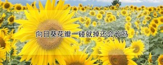 向日葵花瓣一碰就掉还会长吗,第1图