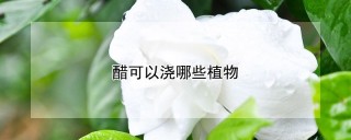 醋可以浇哪些植物,第1图