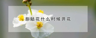 慈姑花什么时候开花,第1图