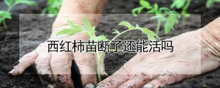 西红柿苗断了还能活吗,第1图