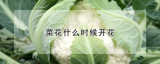 菜花什么时候开花,第1图