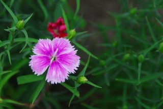 宿根花卉有哪些花,第3图