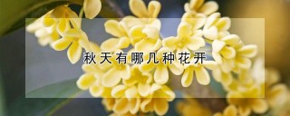 秋天有哪几种花开,第1图