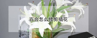 百合怎么修剪插花,第1图