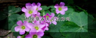 酢浆草春天可以种吗,第1图