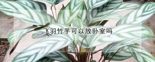 飞羽竹芋可以放卧室吗,第1图