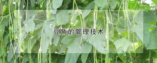 豆角的管理技术,第1图