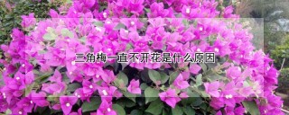 三角梅一直不开花是什么原因,第1图