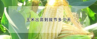 玉米出苗到拔节多少天,第1图