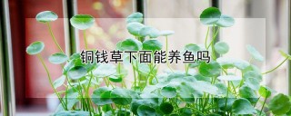 铜钱草下面能养鱼吗,第1图