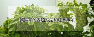 麒麟掌的养殖方法和注意事项,第1图