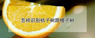 怎样识别桔子树跟橙子树,第1图