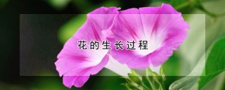 花的生长过程,第1图