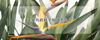 天堂鸟的杆子软塌怎么了,第1图