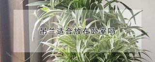 吊兰适合放在卧室吗,第1图