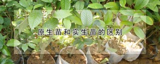 原生苗和实生苗的区别,第1图