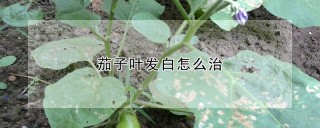 茄子叶发白怎么治,第1图