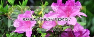 杜鹃花为什么花蕊没开就枯萎了,第1图