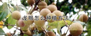 龙眼怎么种植方法,第1图