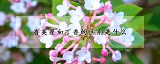 香荚蒾和丁香的区别是什么,第1图