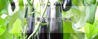 茄子要不要经常浇水,第1图