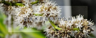 巴西木开花吗?什么样,第1图