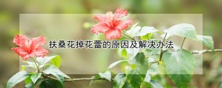 扶桑花掉花蕾的原因及解决办法,第1图