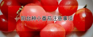 阳台种小番茄注意事项,第1图